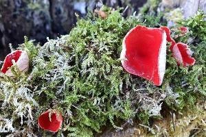 Bild Mzinnoberroter Kelchbecherling Pilz